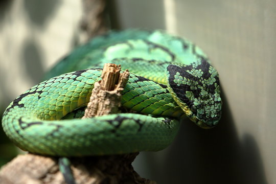 Gr&uuml;ne Sri Lanka Grubenotter 