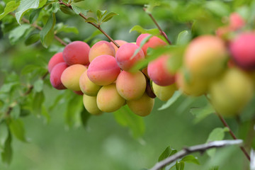 red plums on the branch in the garden