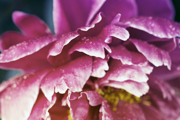 Pink peony closeup with water drops.