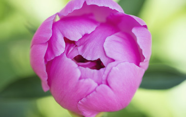 Close up of a pink peony flower