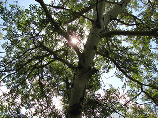 Fototapeta premium spring nature in the foliage forest, sunshining