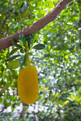 Jackfruit on the tree in the orchard.