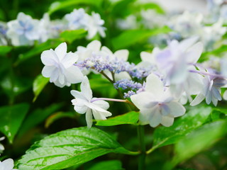 lilac flowers