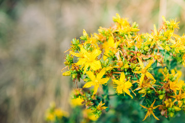 Hypericum flowers on the meadow. Medicinal summer flowers