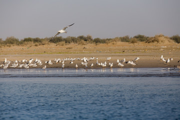 Fototapeta premium Gulls in Gwadar Bay, Sistan and Baluchistan, Iran