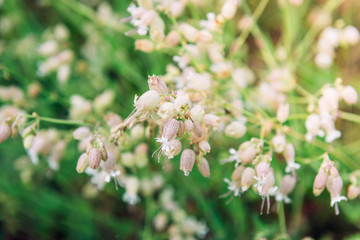 Silene vulgaris, the bladder campion or maidenstears