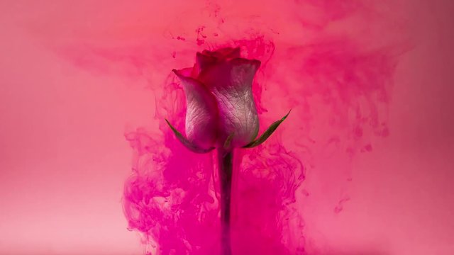 Colorful drops falling on a beautiful white rose against pink background.