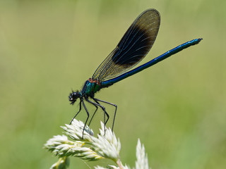 Banded Demoiselle Resting on Grass Stalk