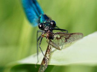 Banded Demoiselle Eating Mayfly Close-up