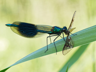 Banded Demoiselle Eating Mayfly