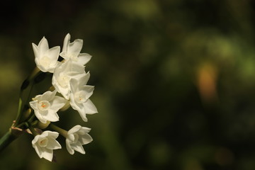 narcissus