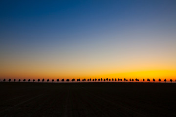 Fototapeta premium Young beautiful trees between spring fields
