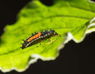 Macro of ladybird larva