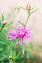 Fototapeta premium Pink cornflower on a summer meadow
