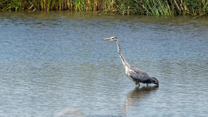 Wading Heron