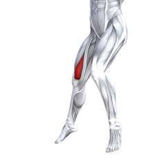 Concept conceptual 3D illustration fit strong front upper leg human anatomy, anatomical muscle isolated white background for body medical health tendon foot and biological gym fitness muscular system
