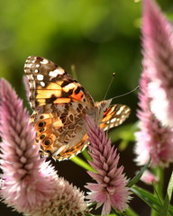 A Painted Lady Butterfly feeds on spiky pink Celosia flowers in my garden in late summer.
