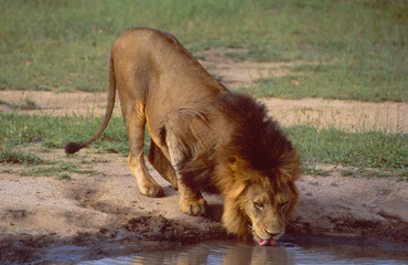 Obraz na płótnie Canvas South Africa: Lion drinking at the waterhol in Kruger National Park