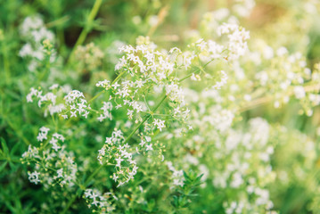 White field wildflowers in summer