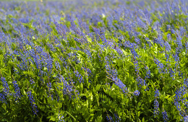 background - noon meadow motley grass with flowering lucerne on a windy day