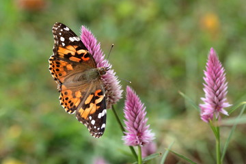 A Painted Lady Butterfly feeds on spiky pink Celosia flowers in my garden in late summer.
