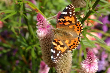 Fototapeta na wymiar A Painted Lady Butterfly feeds on spiky pink Celosia flowers in my garden in late summer. 