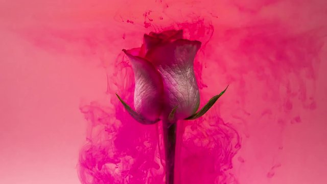 Colorful drops falling on a beautiful white rose against pink background.