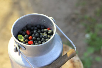 fresh taste of summer/ metal can full of wild berries