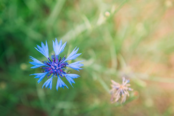 Blue cornflower on summer grass background. Field herbal flowers.