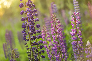 Blooming lupine summer flowers closeup background