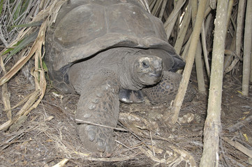 Giant turtle in Haller Park in Mombasa, which has been renaturated and turned into a wildlife-sanctuary