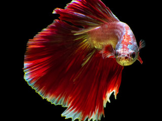 Obraz premium Thailand Betta fish, siamese fighting fish isolated on black background with clipping path