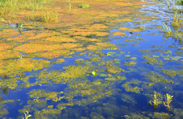 Aquatic plants in swamp.