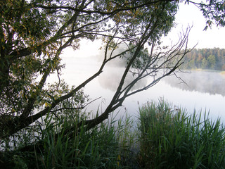 Summer landscape with a lake. Foggy morning.