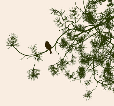 A bird on a pine branch. Vector illustration