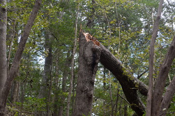 Burn mark on tree from lightning strike