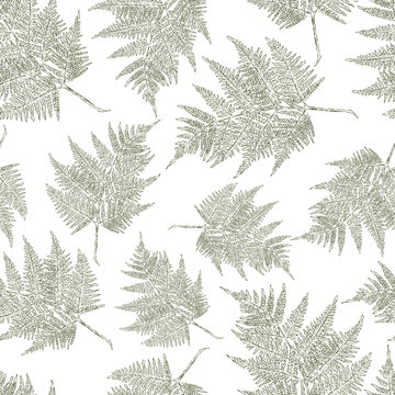 Seamless background of a the fern leaves