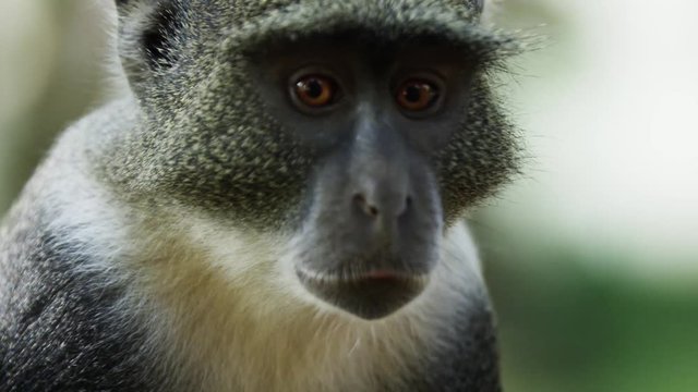 Monkey mother + monkey baby in the Gede Ruins in Africa