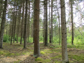 spruce forest