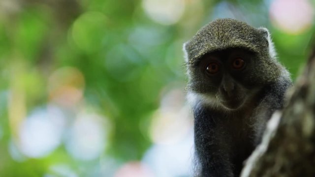 Monkey mother + monkey baby in the Gede Ruins in Africa