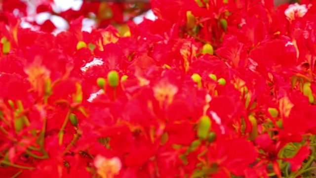 Royal poinciana, delonix regia from the fabaceae family also none as the flame tree, with its vibrant red flowers, panoramic panning camera high definition stock footage clip.
