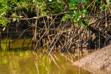 Close-up of a mangrove river bank with many stilt roots of Rhizophora trees, covered with brown brackish water and mud in the Kilim Geoforest Park, Langkawi, Malaysia.