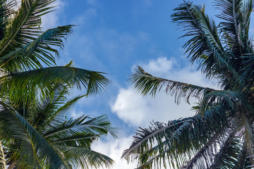 Fototapeta na wymiar Palm tree with coconuts against the blue sky on a sandy beach in the Philippines, El Nido