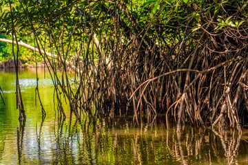 Close-up of the dense aerial roots of mangrove trees from the Rhizophoraceae family in the Kilim Geoforest Park, Langkawi, Malaysia. 
