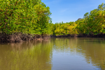 A boat ride through the beautiful mangrove trees with its aerial roots at the Kilim Geoforest Park of Langkawi Island, Malaysia.