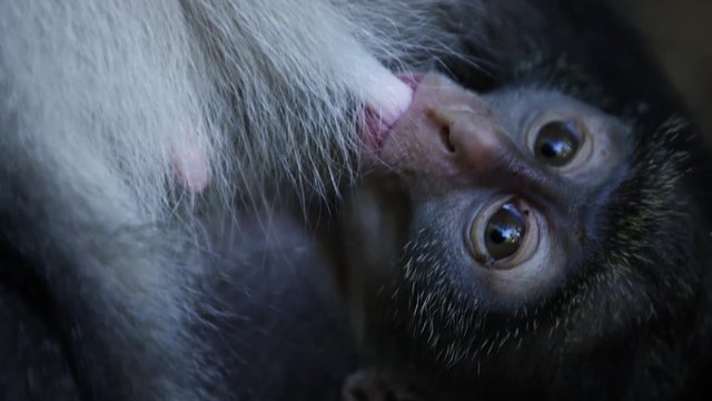 Monkey mother + monkey baby in the Gede Ruins in Africa