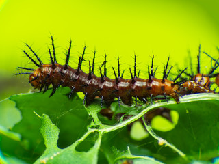 Caterpillar Moving (Gulf Fritillary) on Passion Vine Asia.