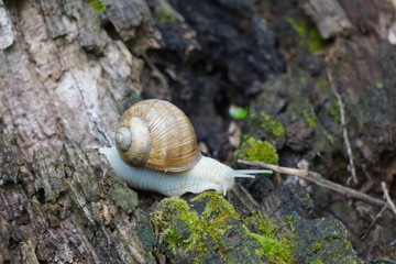 Weinbergschnecke