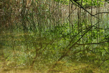 Spiegelung im See