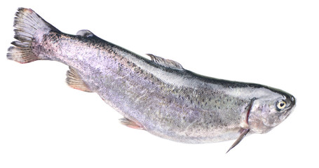Fish trout
